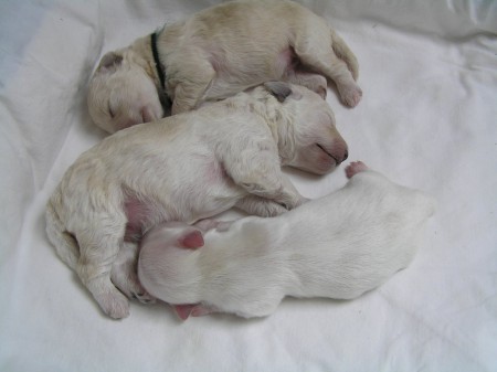 7. den shora pudlí kluci BECRUX a BOREAS,dole adoptovaný maltézáček CRISTIAN